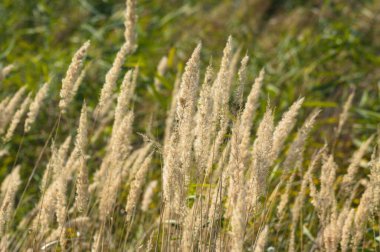 Cogongrass seeds close-up view with selective focus on foreground