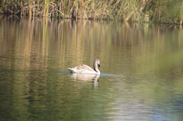 Schwan Schwimmt Auf Gewelltem See Nahaufnahme Mit Selektivem Fokus Auf — Stockfoto