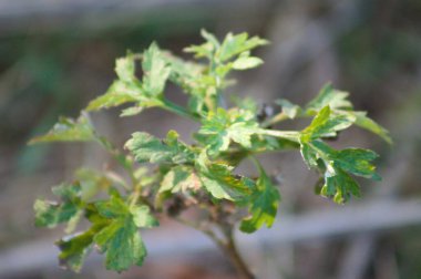 Common mugwort leaves close-up view with selective focus on foreground