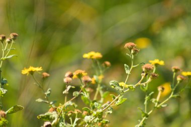 Önplanda seçici bir odak ile çiçeklenme yakın görüntüsü yaygın pire