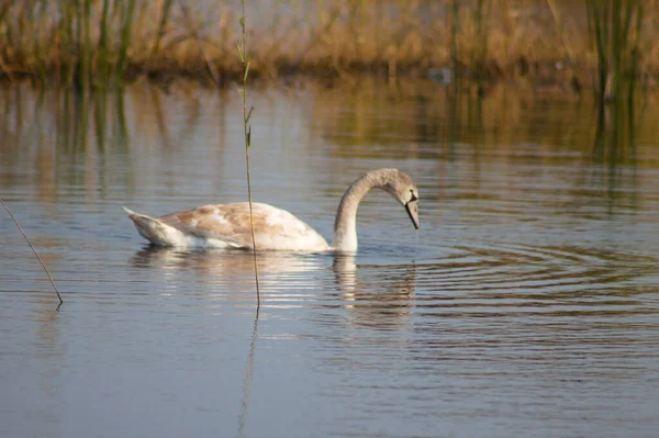 Swan Looking Water Close View Selective Focus Foreground — Stockfoto