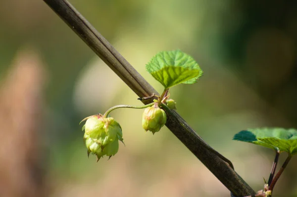 Common Hop Close View Selective Focus Foreground — Stockfoto