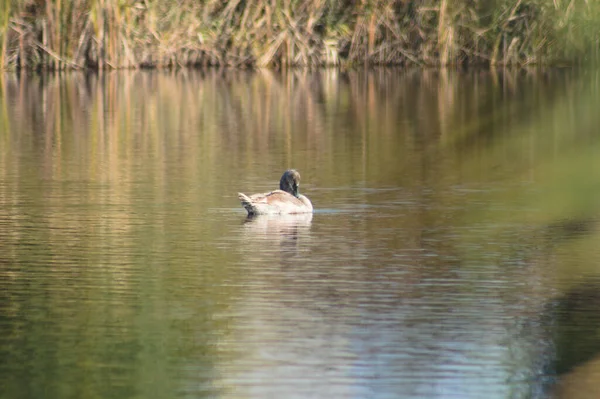 Jonge Zwanenreinigende Veren Close Zicht Met Wazig Riet Weerspiegeld Water — Stockfoto