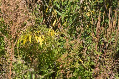 Önplanda seçici odaklı genel mavi ahşap aster yakın plan görünümü