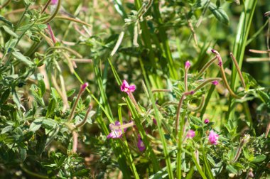 Kıllı soluk, çiçek açan yakın plan görünümlü, seçici odaklı ön plan