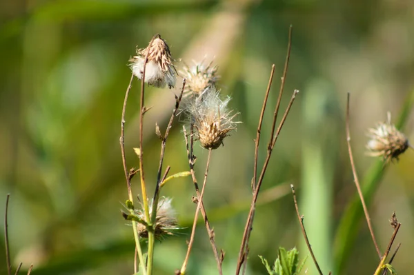 Plíživý Bodlák Nadýchaná Semena Detailní Pohled Zeleným Rozmazaným Pozadím — Stock fotografie