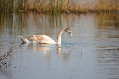 Swan dalgalı su yakın çekim ön plan seçici odaklı görünüm arıyor
