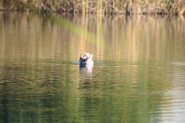 Schwanenfedern See Nahaufnahme Mit Fokus Auf Den Vordergrund — Stockfoto