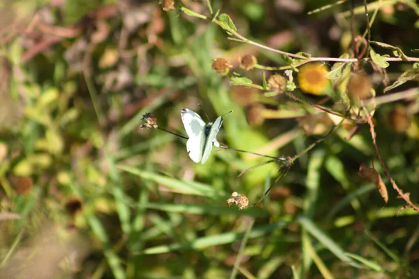 植物のクローズアップビューでキャベツの白い蝶は 前景に焦点を当てています — ストック写真