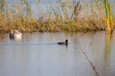 Arka planda bulanık kuğu ile dalgalı gölde yüzen Avrasyalı yaban ördekleri