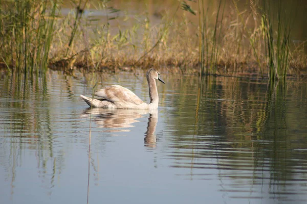 Swan floating on rippled lake close-up with selective focus on foreground