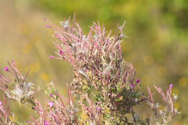 Çiçek açan yakındaki fireweed, bulanık yeşil arkaplan
