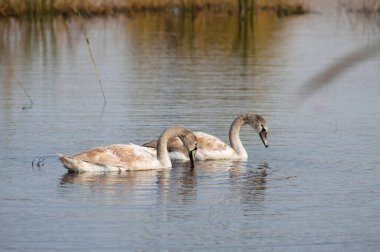 İki kuğu dalgalı göl manzarasında ön planda seçici bir şekilde arama yapıyor.