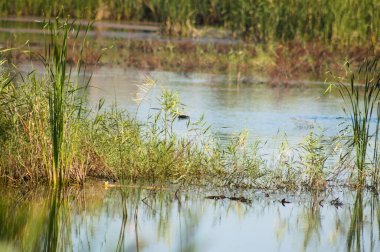 Sazlık manzaralı göl önplanda seçici bir odak ile