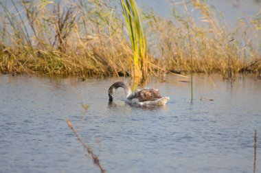 Arka planda bulanık kamış ile gölün yakın görüntüsünde kuğu araması