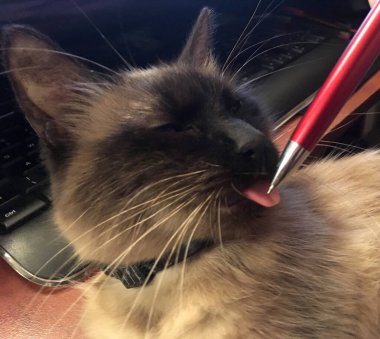 Dilinde kalem olan Birmanya kedisi ön planda seçici bir odak ile yakın plan görüntüsü