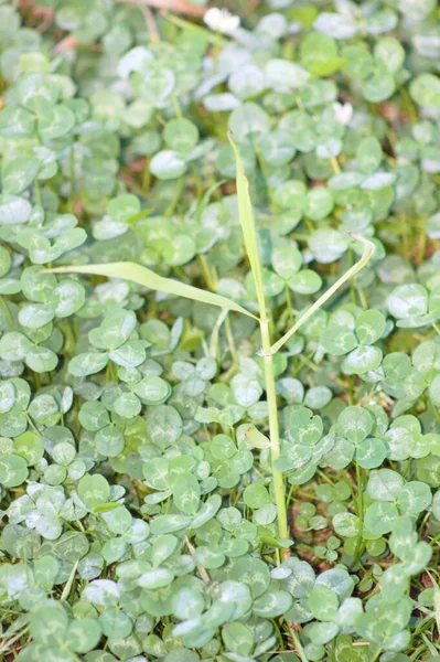 White Clover Leaves Close View Selective Focus Foreground — Stock Photo, Image