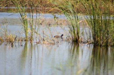 Reed yakın planda sudan büyüyor ve ön planda seçici bir odak noktası var.