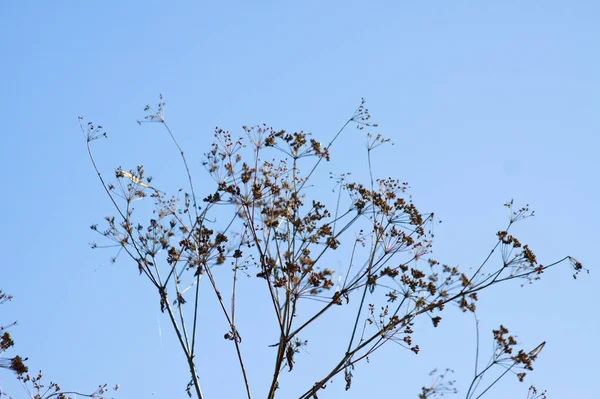 青空を背景にしたパースニップの種クローズアップ — ストック写真