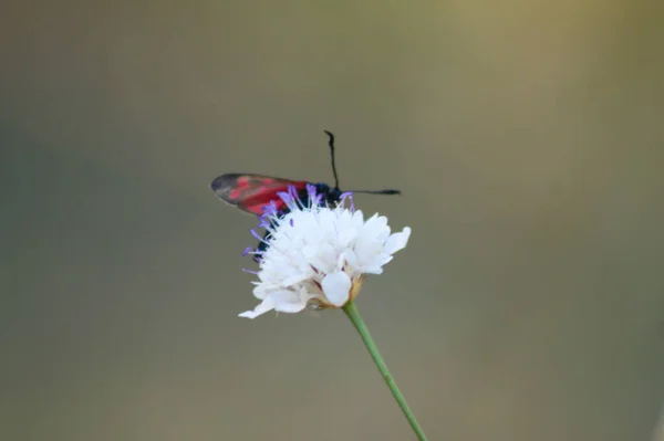 Burnet Six Points Sur Plante Vue Rapprochée Avec Fond Flou — Photo