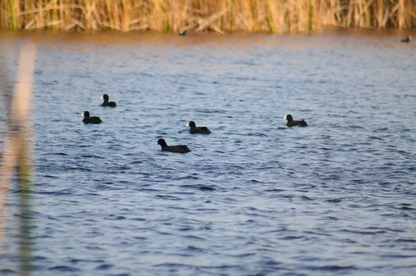 Flera Svarta Skotrar Krusad Sjö Med Suddig Vass Bakgrunden — Stockfoto