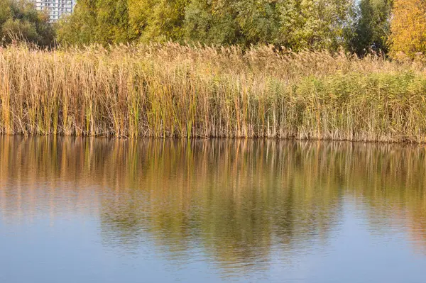 Schilf Reflektiert Gewellten See Nahaufnahme Mit Selektivem Fokus Auf Den — Stockfoto