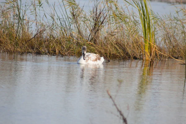 Cisne Olhando Para Vista Close Lago Água Com Foco Seletivo — Fotografia de Stock