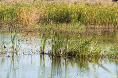 Reed gölden büyüyen yansımalarla ön planda seçici odaklanma