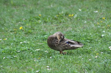 Mallard ördeği temizleme tüyleri ön plan üzerine seçici bir odak ile yakın plan görüntüsü