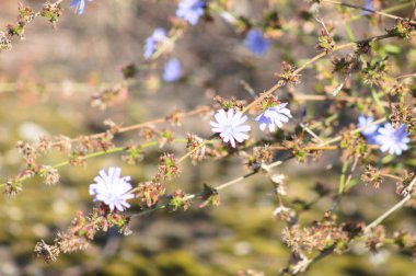 Bulanık arkaplan ile genel hindiba yakın plan görünümü