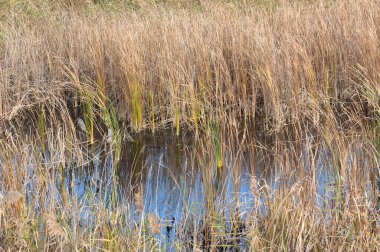 Ön planda seçici bir odak ile yakın plan görünümü etrafında sazlık su