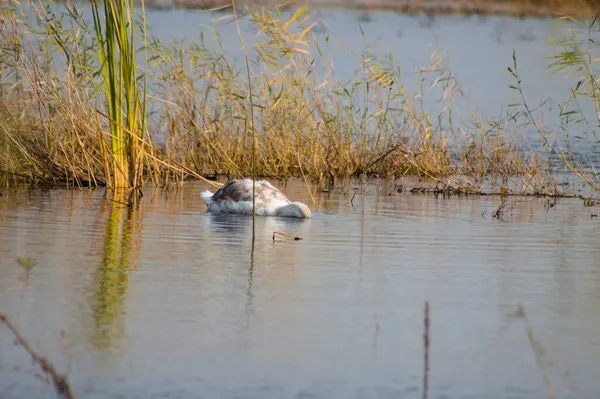Swan Procurando Sob Visão Close Água Com Foco Seletivo Primeiro — Fotografia de Stock