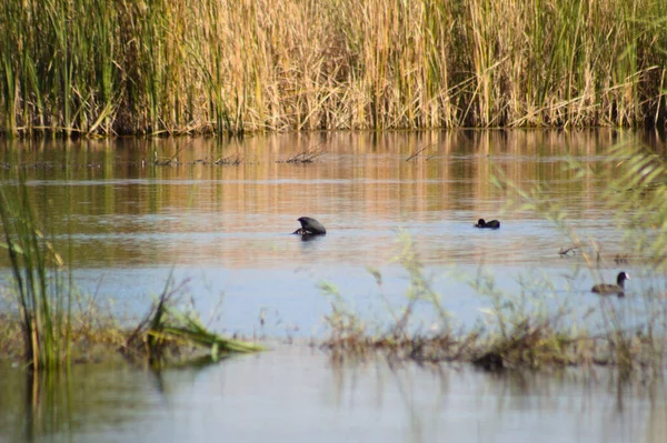 Озеро Тростниковой Плавательной Птицами Вблизи Пейзажа — стоковое фото