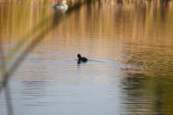 Coot Eurasiático Nadando Lago Ondulado Cerca Con Fondo Borroso — Foto de Stock