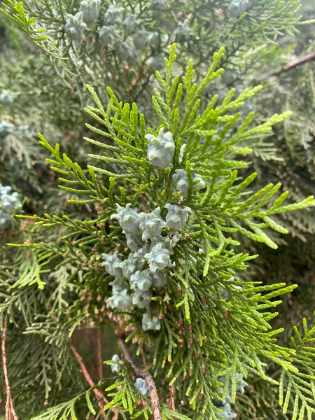 Arbovitae Orientales Fruits Vue Rapprochée Avec Accent Sélectif Sur Premier — Photo