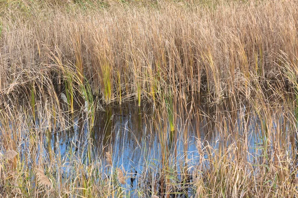 Ön planda seçici bir odak ile yakın plan görünümü etrafında sazlık su