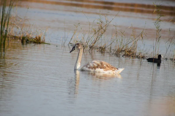 Schwan Auf Gewelltem See Nahaufnahme Mit Verschwommenem Hintergrund — Stockfoto