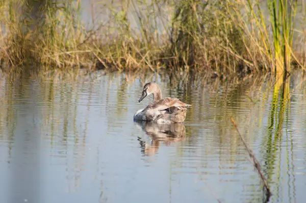 Schwan Schwimmt Auf Wellenförmigem See Nahaufnahme Mit Verschwommenem Schilf Hintergrund — Stockfoto