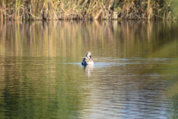 Swan Plavání Pryč Zblízka Selektivním Zaměřením Popředí — Stock fotografie