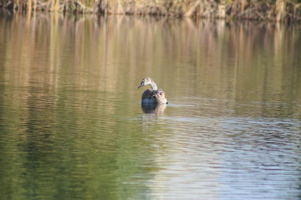 Cisne Nadando Cerca Con Caña Borrosa Fondo —  Fotos de Stock