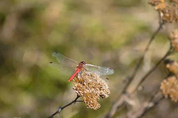 Uçan Yusufçuk Arka Planda Bulanık Bitkinin Yakın Görüntüsü — Stok fotoğraf