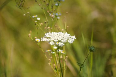 Arka planda bulanık bitkiler ve yakın plan çiçekli beyaz havuç kızıllığı