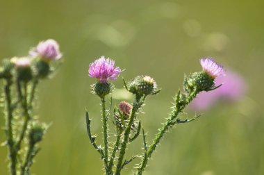 Dikensiz dikeni yeşil bulanık arkaplan ile yakın plan çiçek görünümünde
