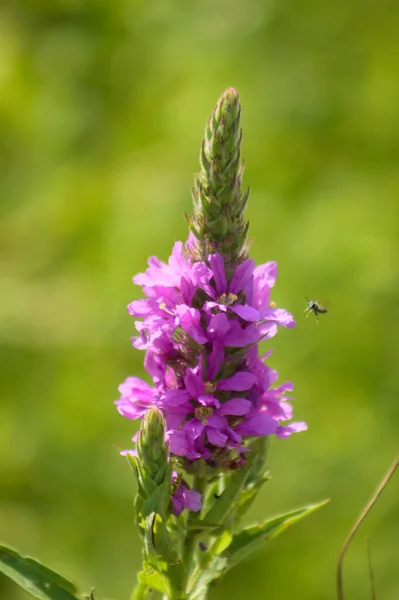 Fialové Volné Sváry Květu Zblízka Hmyzem Přichází Zelené Rozmazané Pozadí — Stock fotografie