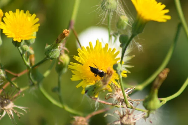 Včelí Opylovač Trvalý Výsev Detailní Pohled Zeleným Rozmazaným Pozadím — Stock fotografie