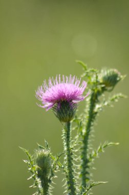 Dikensiz dikeni yeşil bulanık arkaplan ile yakın plan çiçek görünümünde