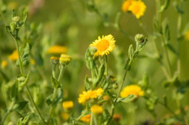 Arka planda bulanık yeşil bitkilerle çiçek açan yaygın pire yuvası