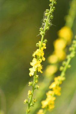 Arka planda bulanık bitkiler ile çiçek yakın görüntüde yaygın tarım