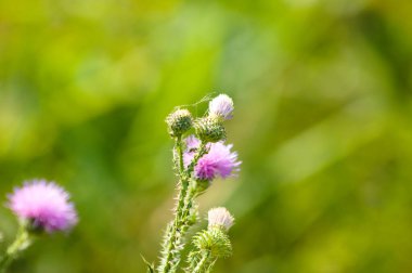 Dikensiz dikeni yeşil bulanık arkaplan ile yakın plan çiçek görünümünde