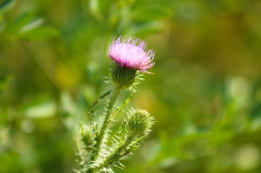 Çiçek açan dikensiz devedikeni. Arkaplanda canlı, bulanık yeşil bitkiler.